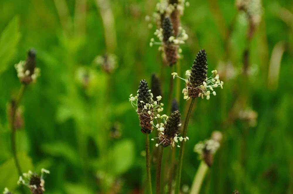 Narrowleaf Plantain Seeds - 50 Seeds - Ribwort Plantain - Plantago lanceolata - Edible & Pollinator Friendly Gardening Seeds