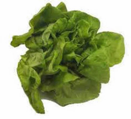 Heirloom Lettuce Seed Collection – Organic Non-GMO Vegetable Seeds for Home Garden – Lactuca sativa Varieties