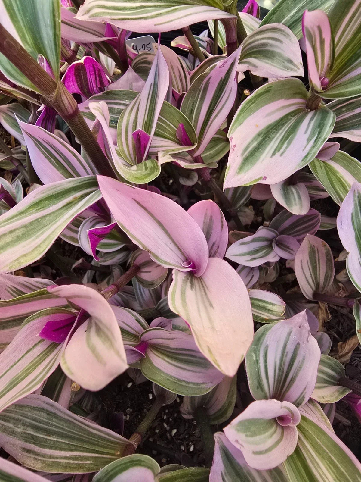 Wandering Jew Plant Cuttings - 5 Premium Tradescantia Nanouk, Vibrant Foliage, Healthy & Ready for Planting, Indoor Garden, Houseplant
