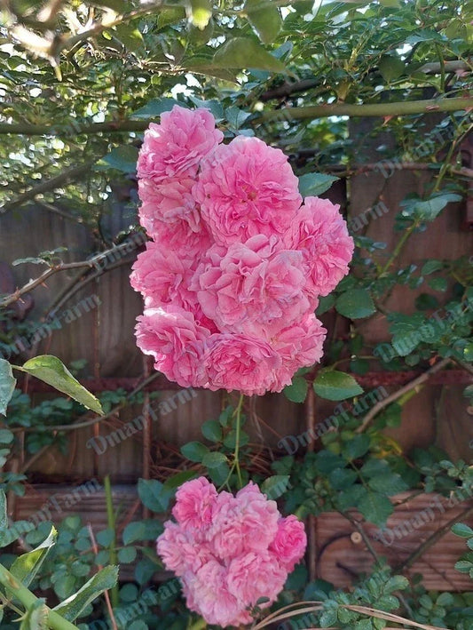 Heirloom Seven Sisters Pink Rose Bush Rambler Live Plant – Rosa multiflora, Climbing Rose, Soft Pink Flowers, Garden, Landscaping, Pollinator Attracting