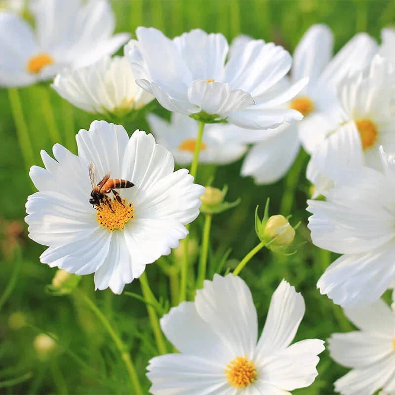 Cosmos Seeds - Non-GMO Purity Variety Flower Seeds for Gardening - Cosmos bipinnatus - Vibrant Blooming, Pollinator Attracting, Easy to Grow