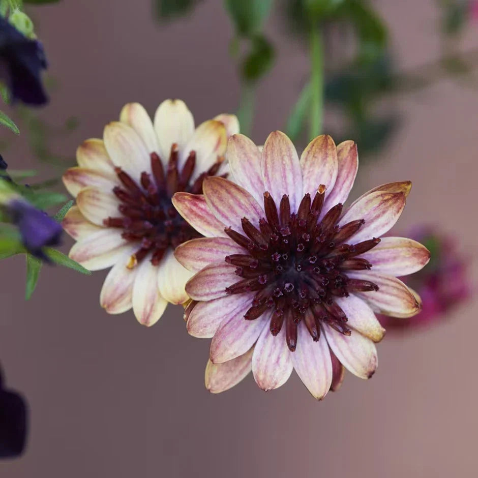 Cape Daisy Seeds - 50+ Banana Shake Variety - Osteospermum ecklonis - Vibrant 3D Flowers for Garden, Containers & Borders