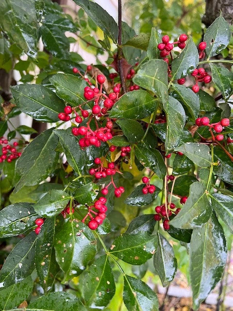 Live Sichuan Pepper Tree Seedlings - 1 Year Old Zanthoxylum simulans, Flowering Chinese Spice Plant, Lot of 3