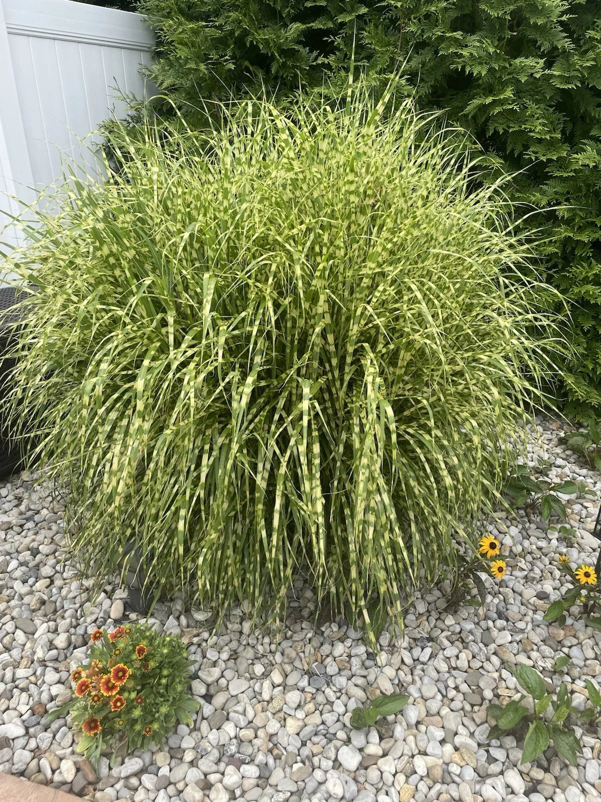 Zebra Maiden Grass Clump - Striped Gold Miscanthus Perennial for Landscaping and Garden Decor