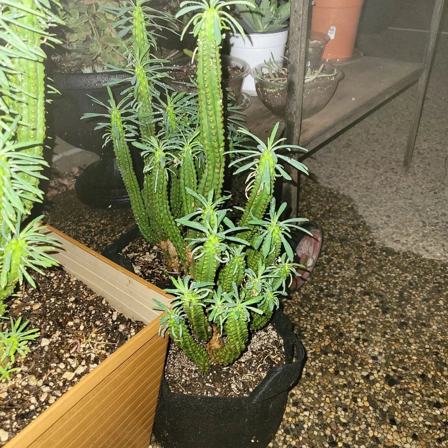 Euphorbia Loricata 'African Palm Tree' Cactus Cutting - 6 Inch Succulent for Home Decor, Unique Indoor Plant
