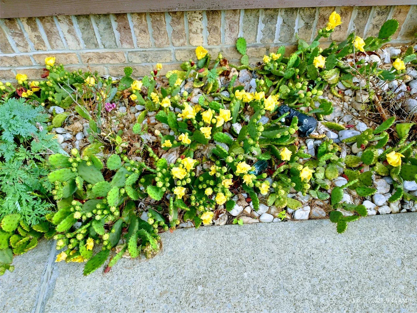 Prickly Pear Cactus 10 Pads with Yellow Flowers, Winter Hardy Opuntia, Low Maintenance Succulent for Garden or Indoor Decor