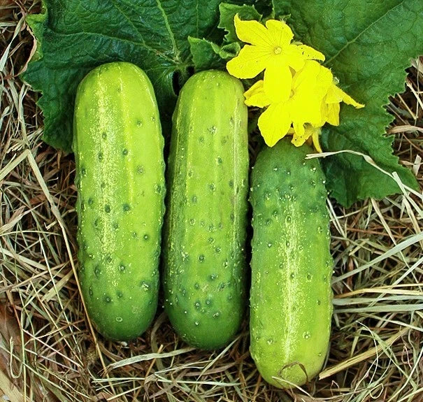 Wisconsin SMR58 Pickling Cucumber Seeds | High Yield, Virus Resistant | Cucumis sativus | Pack of 50 Seeds