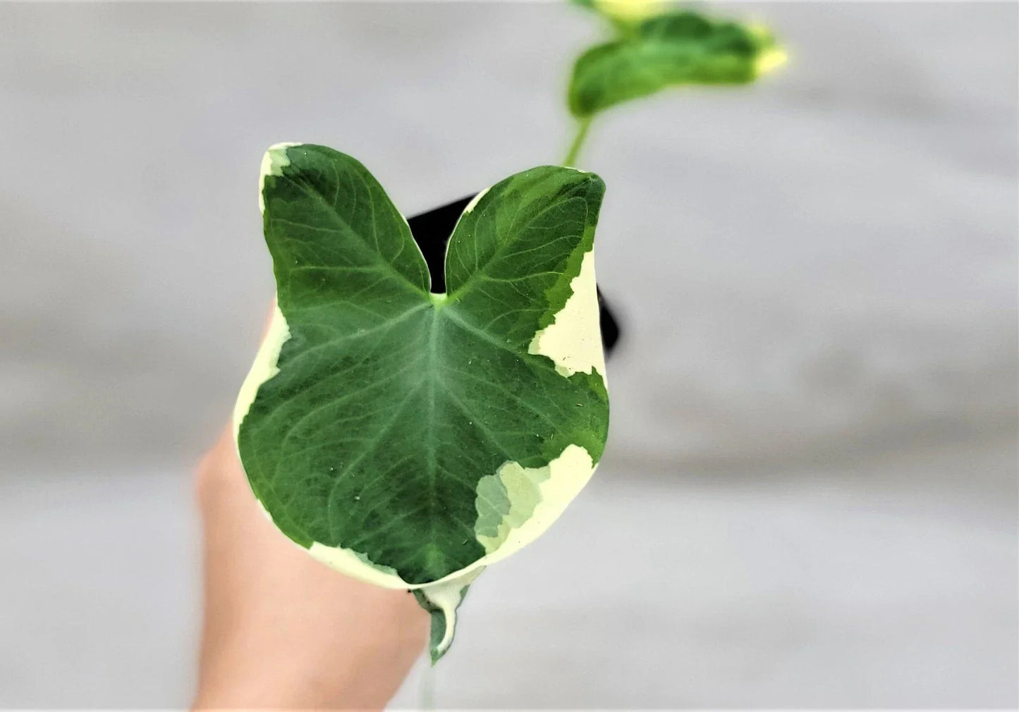 Alocasia Mickey Mouse Plant | 3" Indoor Live Plant | Rare Variegated Elephant Ear | Alocasia micholitziana 'Frydek'