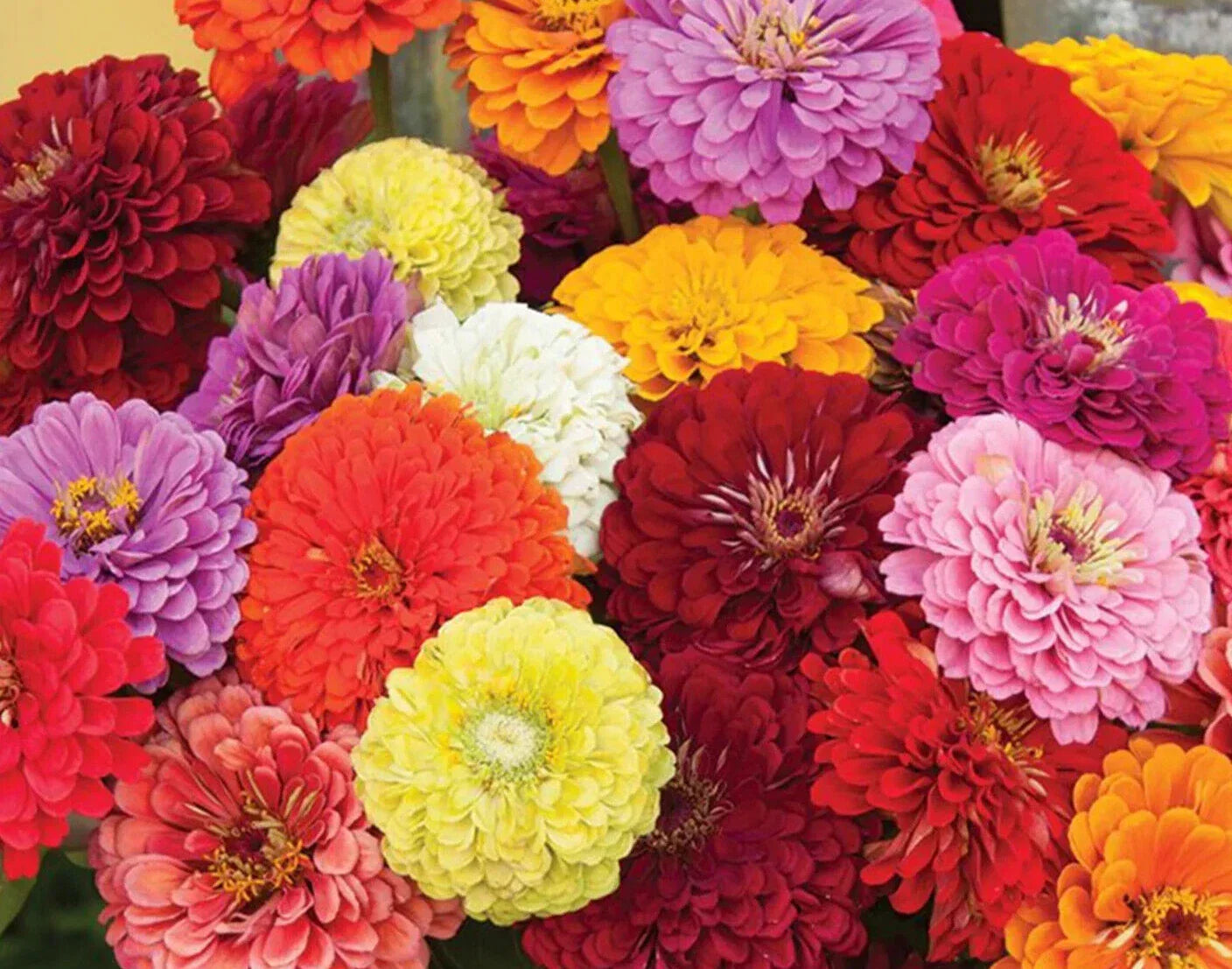 Zinnia Seeds - Magnificent Mix, 25 Count, Vibrant Colors, Zinnia elegans, Butterfly Attracting, Easy to Grow Flower Seeds