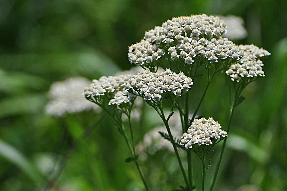 White Yarrow Seeds 1 oz Organic Non-GMO Achillea millefolium Western Yarrow Milfoil Wildflower for Pollinators