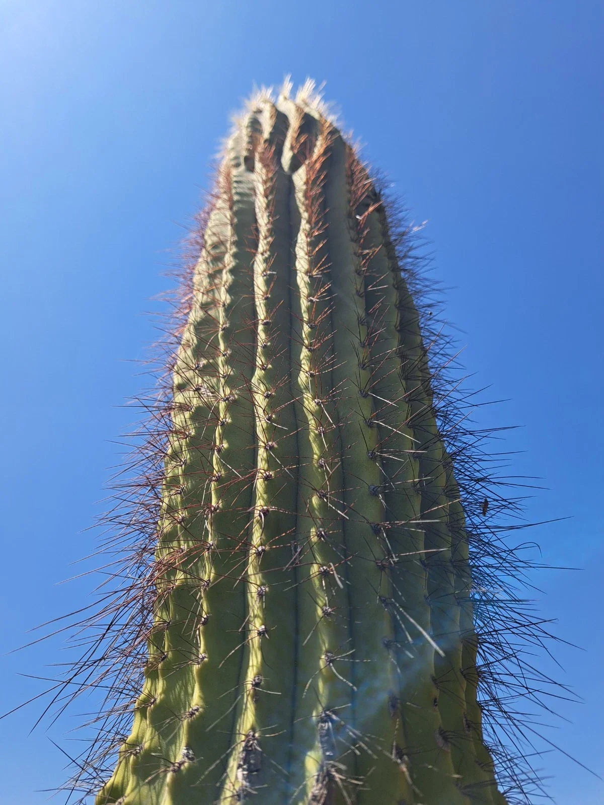 Cereus Leucostele Atacamensis Cactus Cutting 11" – Unique Desert Plant for Collection and Decor