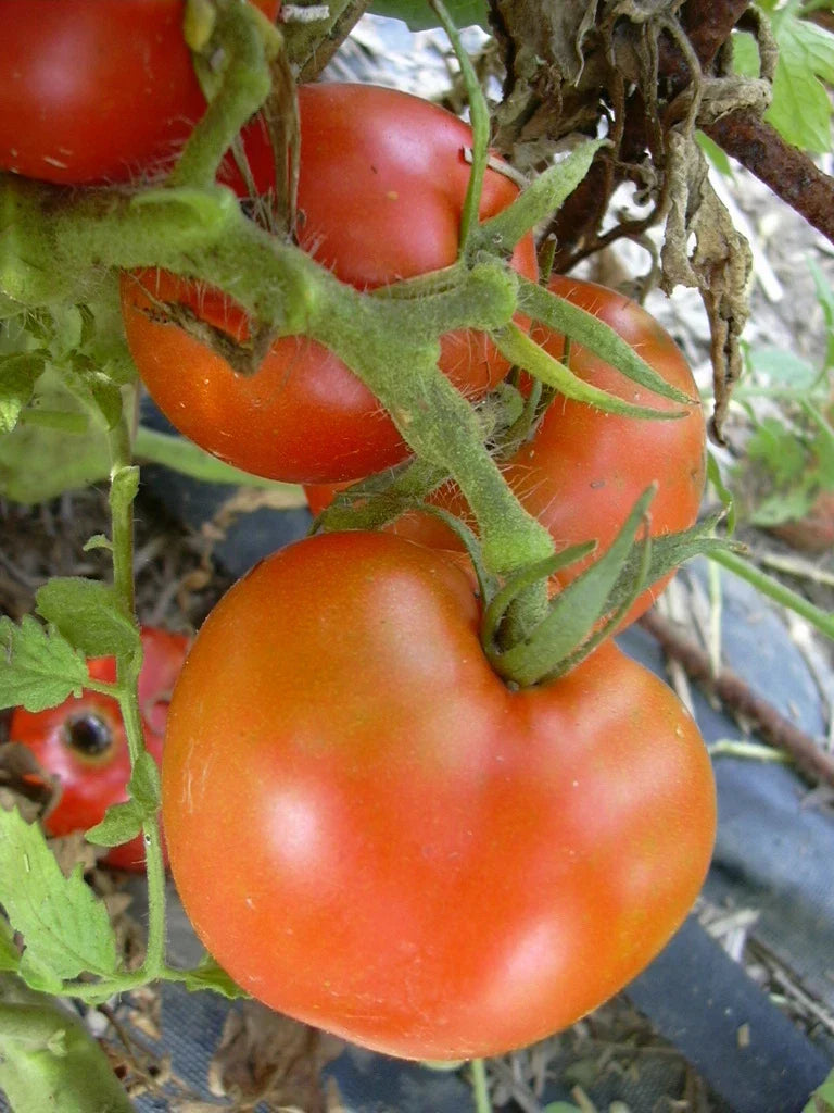 Arkansas Traveler Tomato Seeds - Bulk 300 Count, Heirloom, Juicy, Meaty Fruits, Solanum lycopersicum, Heirloom Tomato Seeds