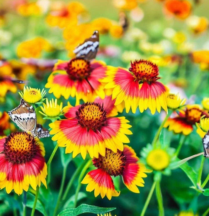 Gaillardia pulchella Flower Seeds, Indian Blanket Variety, Colorful Bloom, Native Wildflower for Garden and Pollinator Attracting