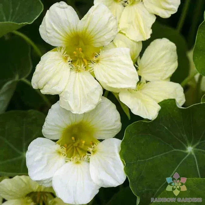 Yeti Nasturtium Seeds - 50+ Edible Flowers for Garden, Pollinator Attracting, Tropaeolum majus, Full Sun to Partial Shade, Non-GMO