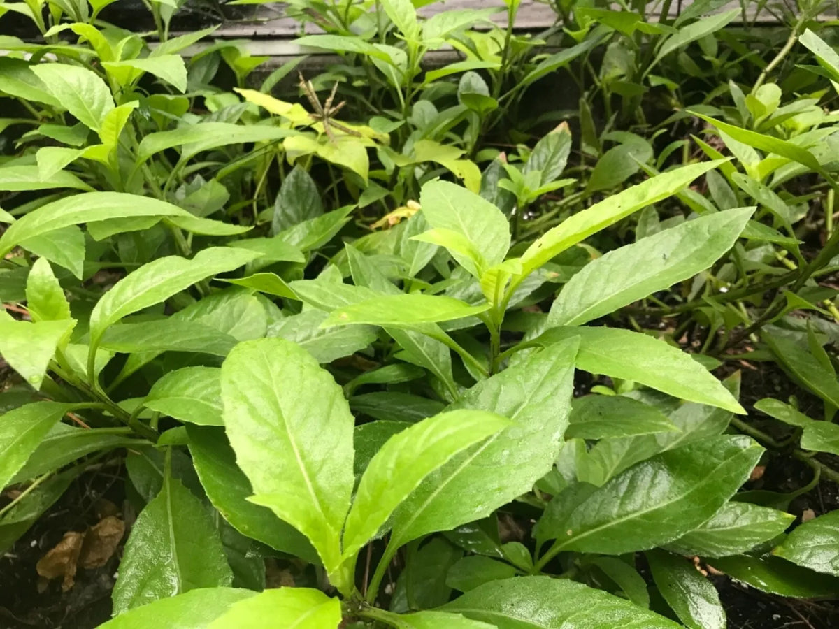 Longevity Spinach Cuttings 6" Edible Gynura Procumbens Perennial Vegetable - 8 Fresh Rooting Cuttings for Gardens