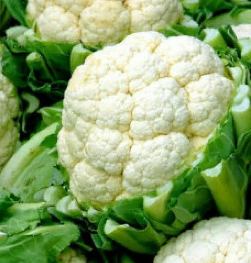 Cauliflower Seeds 300+ Snowball Y Improved Brassica oleracea var. botrytis Vegetable Seeds for Home Gardening
