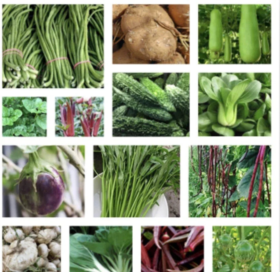 Asian Vegetable Seeds Packets – 20 Non-GMO Varieties for Home Garden, Container, and Patio Planting