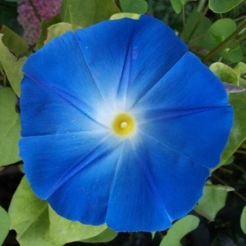 Morning Glory Seeds - Giant 5" Blue Flowers - Heavenly Blue Variety - Ipomoea tricolor - Climbing Vine, Pollinator Attractant