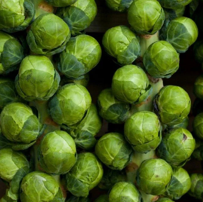 Brussels Sprouts Seeds - 500 Non-GMO CATSKILL Sweeter with Frost Dwarf Variety - 90 Days to Harvest - Organic, Compact, Easy Grow