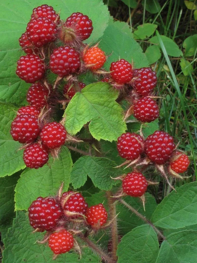 Wild Japanese Wineberry Bush - 4 Live Fruiting Bare Root Plants - Rubus phoenicolasius - Edible Garden, Red Berries, Ornamental Shrubs