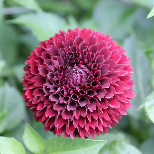 Mirella Dahlia Seeds, Perennial Flower, Colorful Blooms, Dahlia pinnata, 25 Seeds for Garden Beds & Containers