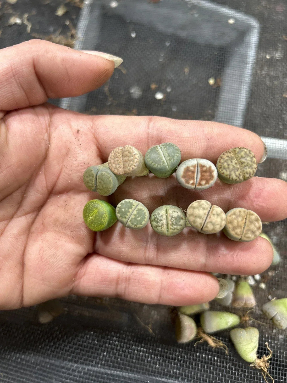 30pc Living Stone Succulents Lithops Bare Root 0.4-0.5” for Indoor Gardens, Terrariums, Drought-Tolerant Plant Collection