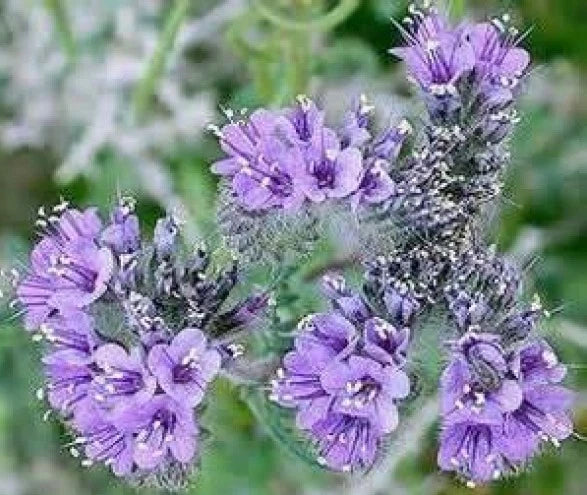 Lacy Phacelia Seeds - 100 Fresh Non-GMO Seeds for Pollinator Gardens, Wildflowers, and Soil Improvement - Phacelia tanacetifolia