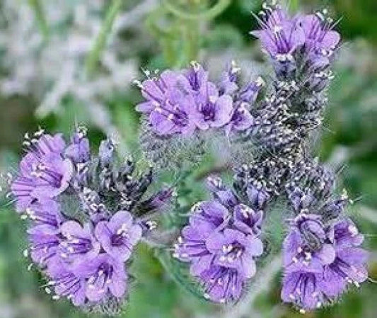 Lacy Phacelia Seeds - 100 Fresh Non-GMO Seeds for Pollinator Gardens, Wildflowers, and Soil Improvement - Phacelia tanacetifolia