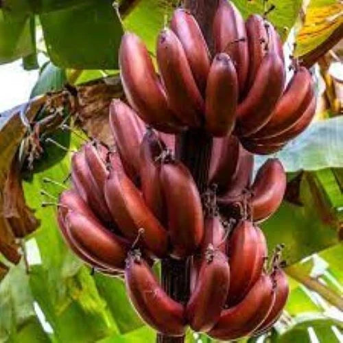 Musa Banana Tree Starter Plant – Small Rooted Bordelon Variety – Tropical Indoor/Outdoor Plant