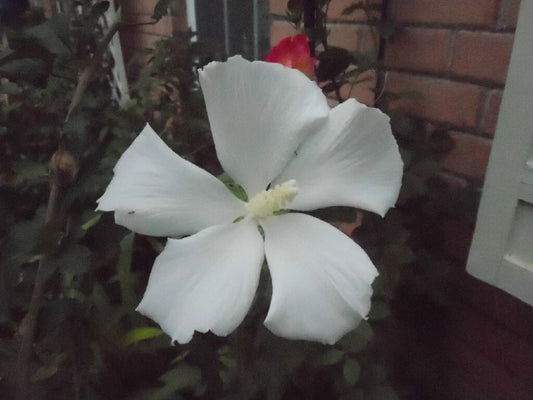 Hibiscus syriacus 'Diana' Cuttings – 6-8" Shrub Althea for Garden, Attracts Hummingbirds, Hardy Perennial