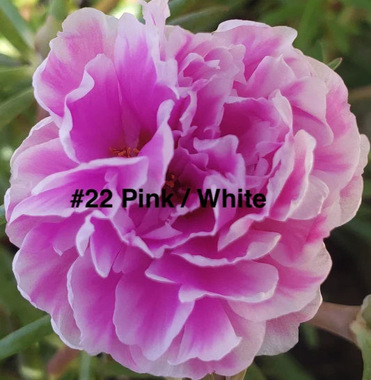 Moss Rose Cuttings 10 Unrooted Pink and White Portulaca grandiflora Plants Succulent Garden Flowers