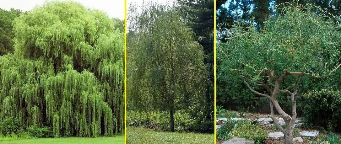 Willow Trees Bundle - 5 Pack: 2 Weeping, 2 Austree Hybrid, 1 Corkscrew - Salix spp. - Fast-Growing Landscape Trees for Gardens