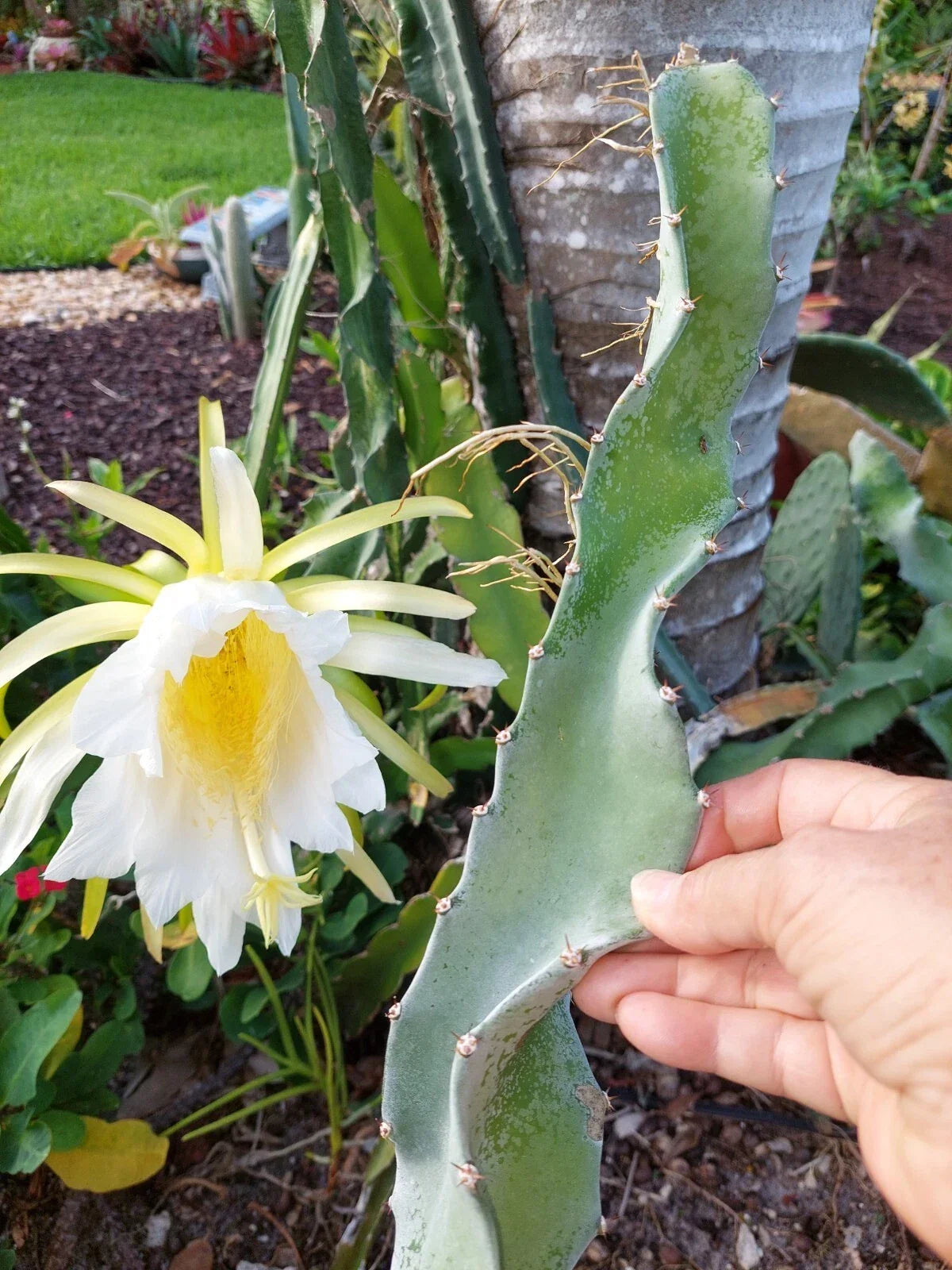 Dragon Fruit Cactus Cutting 8" Hylocereus undatus Exotic Edible Plant for Indoor Outdoor Gardening
