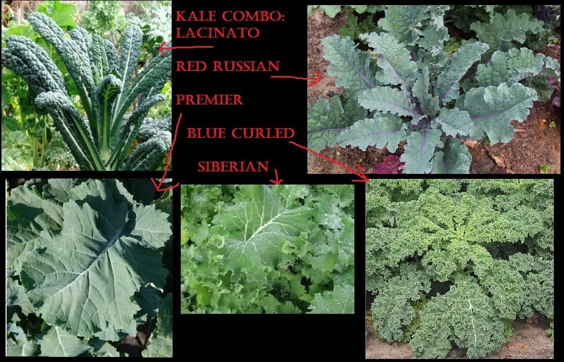 Combo Kale Seeds - 400 Seeds Total - Lacinato, Red Russian, Blue Curled, Siberian - Brassica oleracea Varieties