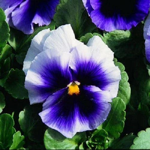 Pansy Seeds 50 Pack Viola tricolor Beaconsfield Flower Seeds for Garden Beds & Containers, Vibrant Multicolored Blooms