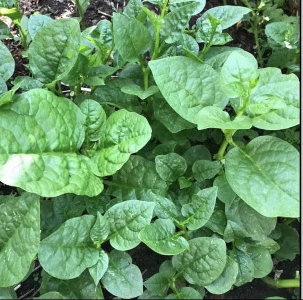 Organic Green Malabar Spinach Seeds - 30+ Count, Mồng Tơi, Basella alba, Includes Free Green Round Eggplant Seeds