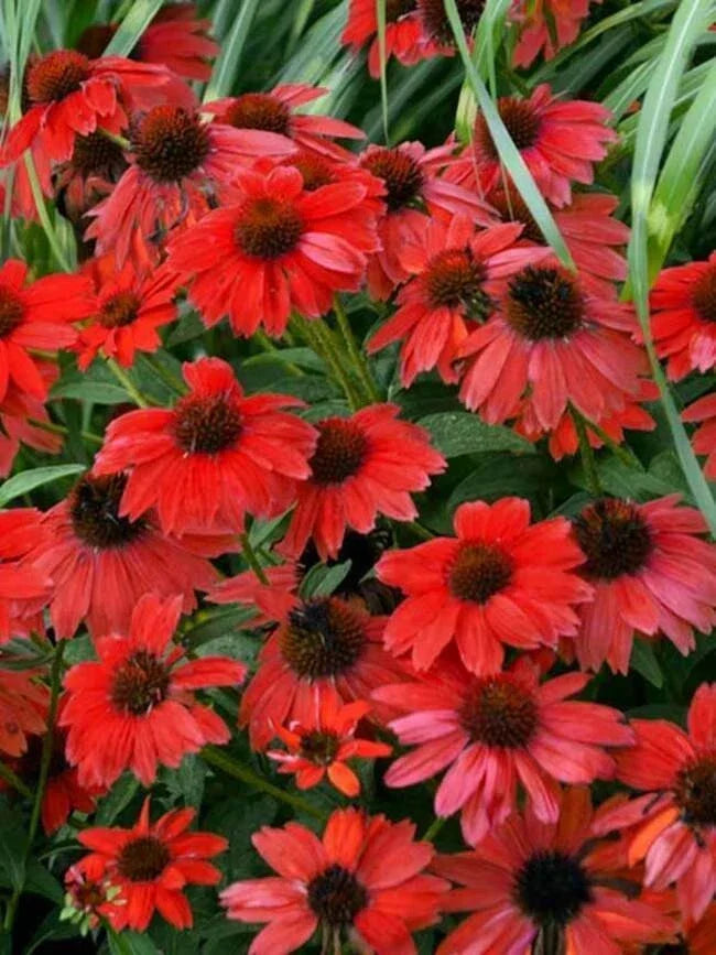 Sombreo Red Coneflower Seeds, Echinacea purpurea, Perennial Flower Seeds for Garden, Butterfly & Pollinator Attracting, 50 Pack