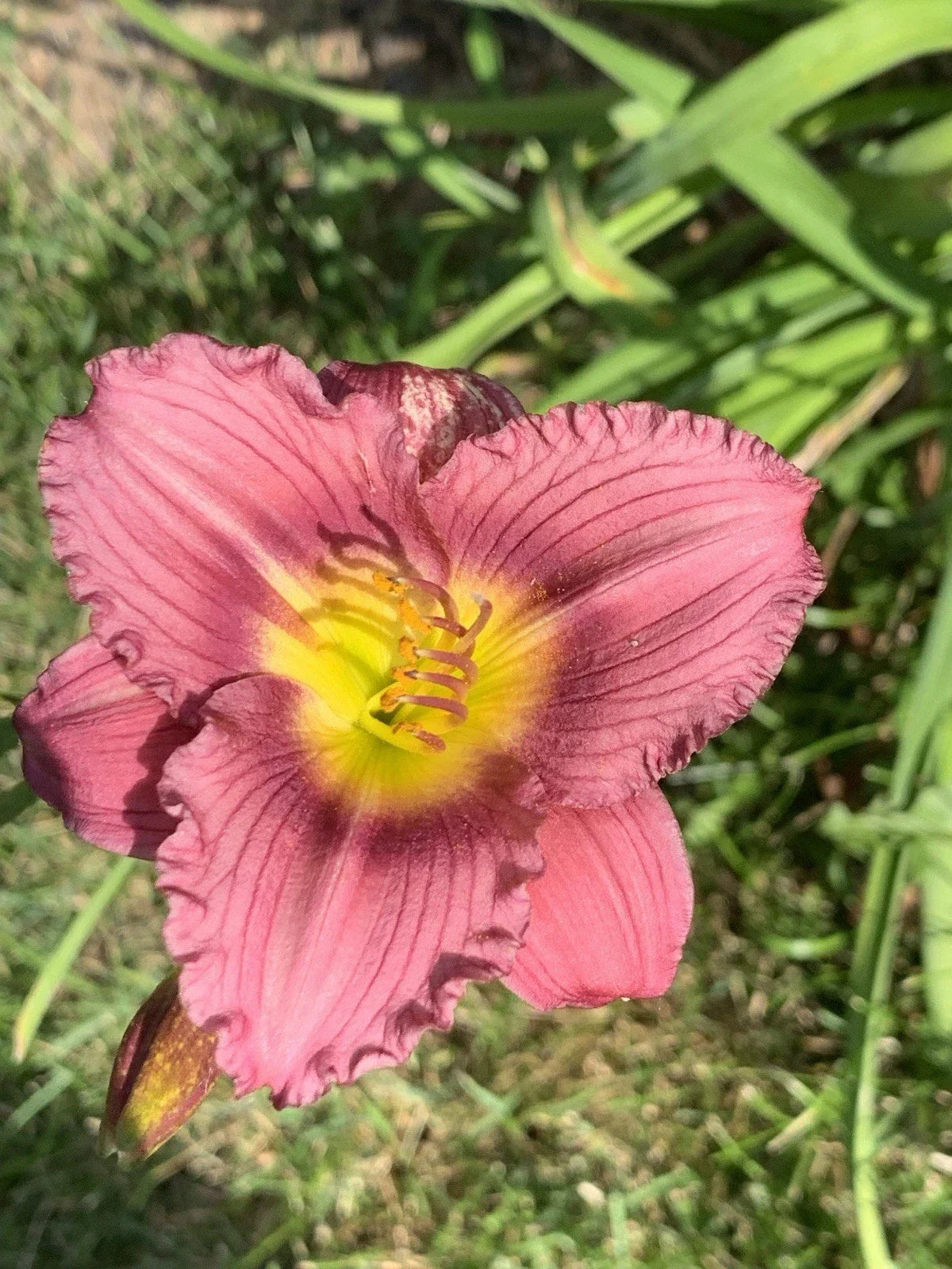 Bare Root Daylily Starter Plant - Purple Red Pink De Oro Hemerocallis 'De Oro' Perennial Garden Flower