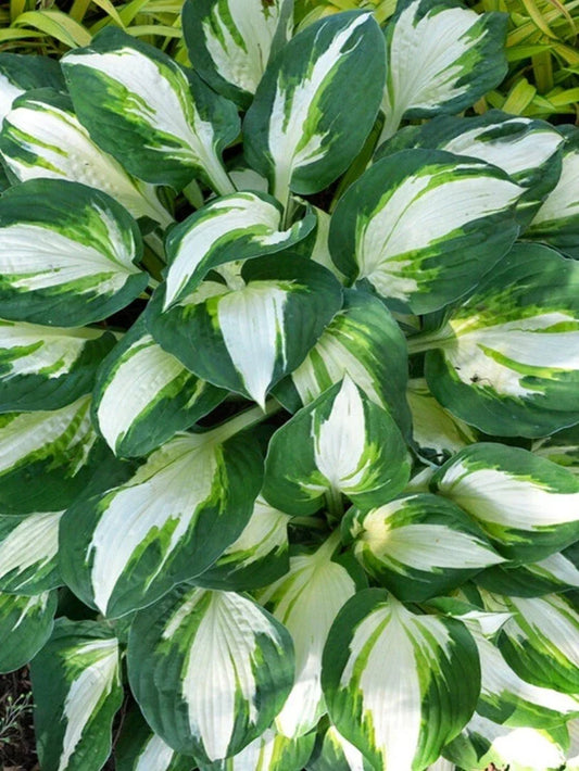 Hosta Plant - Vulcan Variety - Hardy Perennial Foliage - Shade Garden Plant - Hosta 'Vulcan'