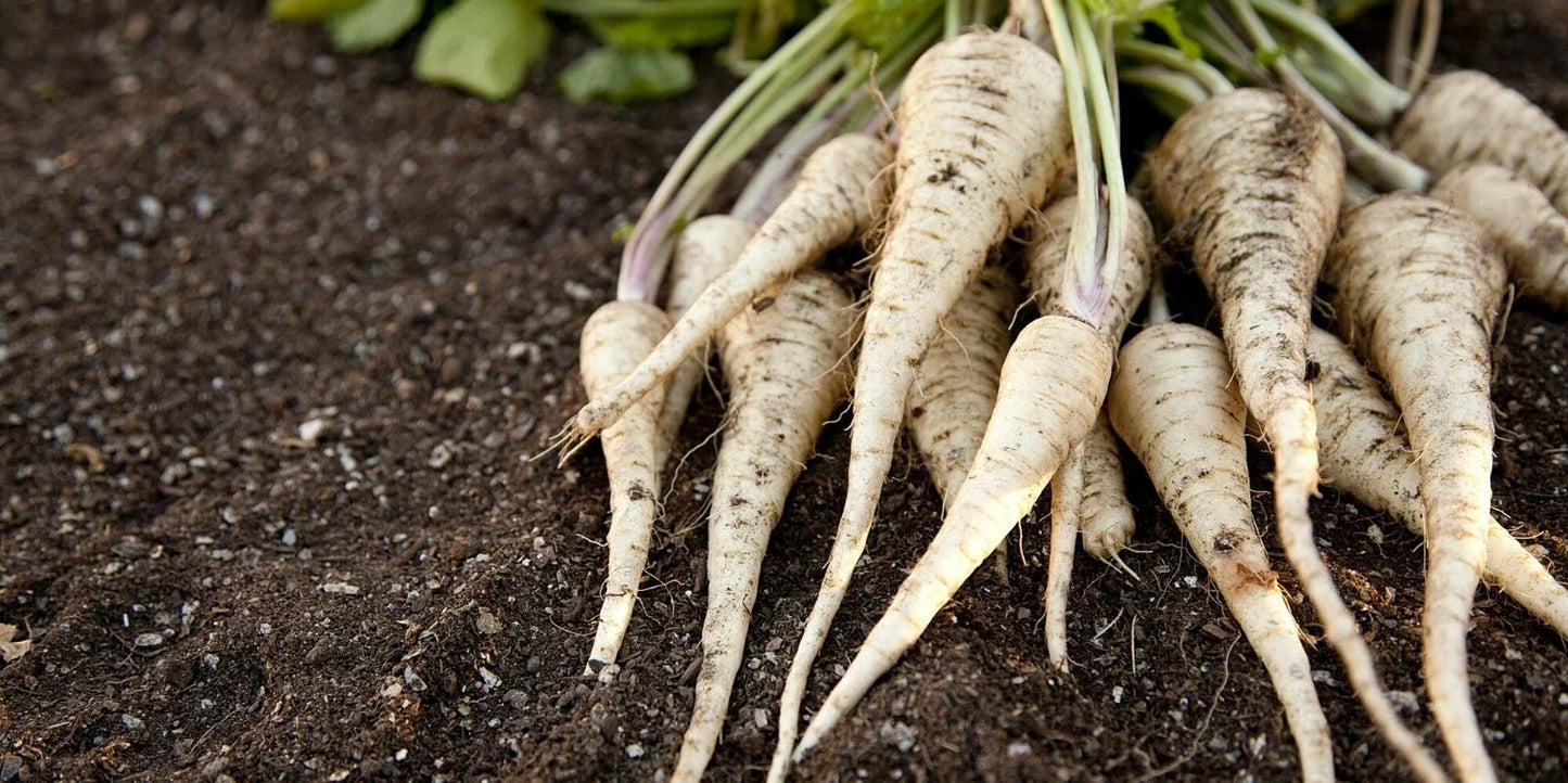All American Parsnip Seeds - Non-GMO Heirloom Pastinaca sativa Vegetable Seeds for Garden, Full Sun, Easy to Grow