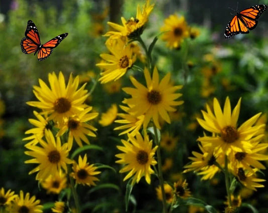 Maximilian's Sunflower Seeds Pack of 100+ | Helianthus maximiliani Heirloom, Vibrant Yellow Blooms, Pollinator Attracting, Non-GMO