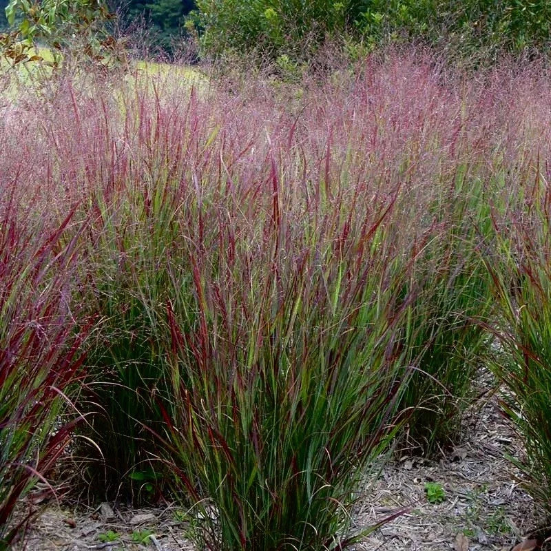 Switchgrass Seeds 1000 Count - Native Ornamental Perennial Panicum virgatum for Prairie Restoration & Wildlife Habitat
