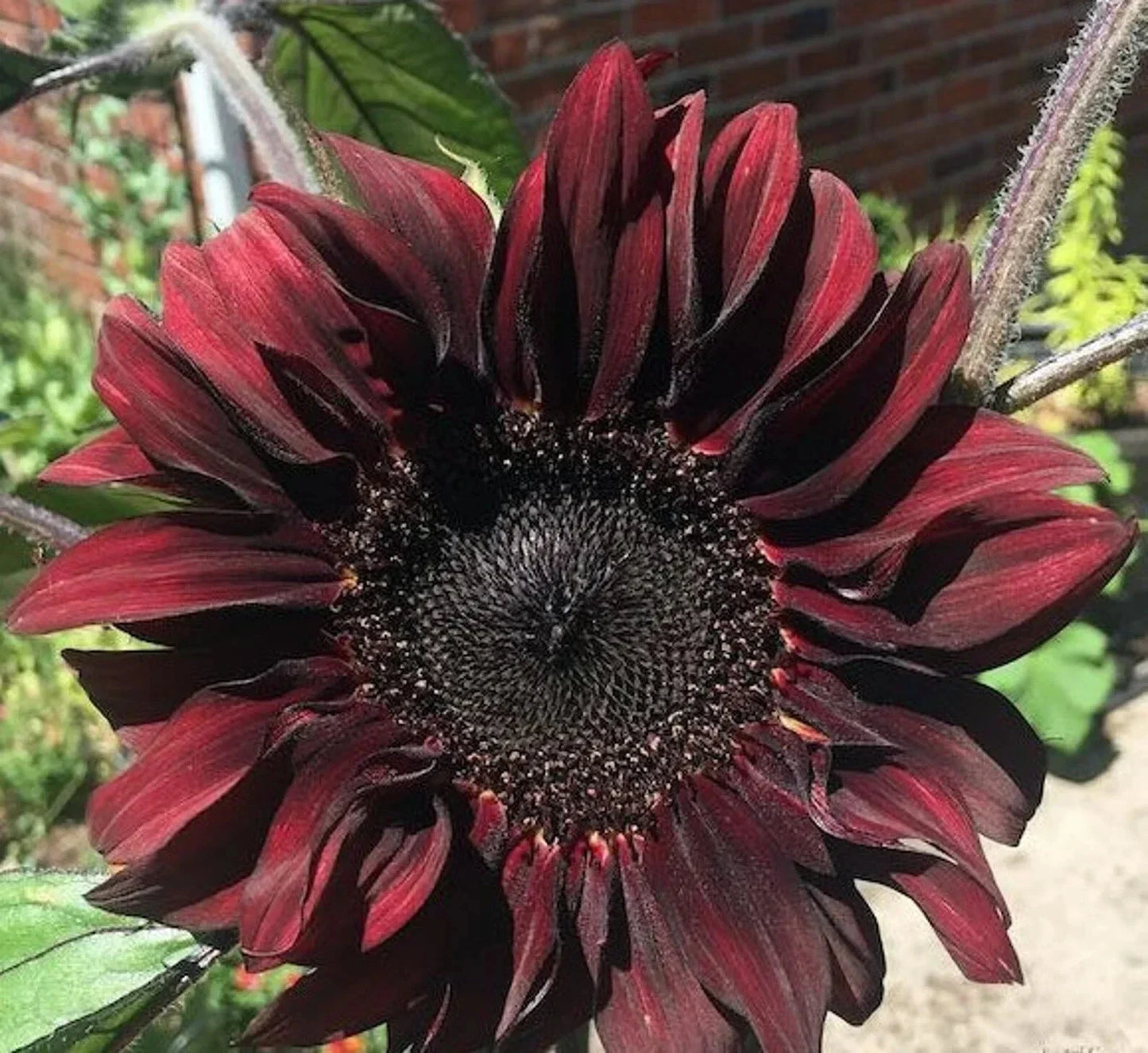Chocolate Cherry Sunflower Seeds 50pcs Pack | Burgundy Flowers | Helianthus annuus | Summer Blooming, Easy to Grow