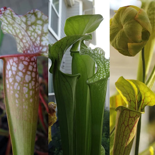 Live Carnivorous Pitcher Plant in 4-Inch Pot | Sarracenia, Beginner Friendly, Exotic Garden Addition