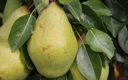 Pitmaston Duchess Pear Seeds - 25+ Pyrus communis Fruit Tree Seeds for Garden Planting, Juicy Pears, Non-GMO, USA