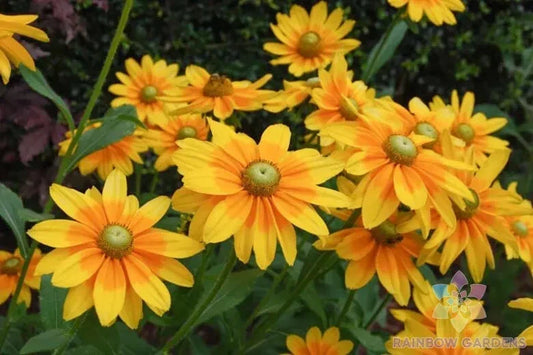 Irish Eyes Rudbeckia Seeds - 200+ Pack, Annual, Black-Eyed Susan, Rudbeckia hirta, Full Sun, Garden Planting, Pollinator Attracting