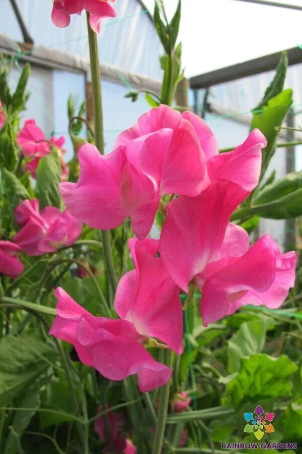 Evie Jones Sweet Pea Seeds – 50+ Heirloom Lathyrus odoratus Climbing Vine for Garden, Containers & Trellises