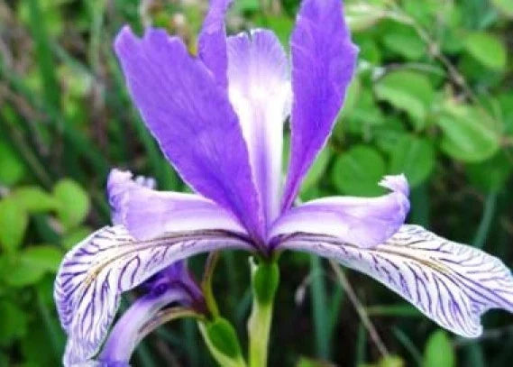 Wild Blue Iris Flower Seeds - Pack of 25 - Iris versicolor - Perennial, Blue Blooms, Wet Areas, Butterfly & Bee Attractant