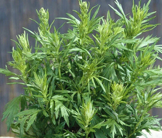 Mugwort Seeds 1000+ Count | Medicinal Culinary Perennial Herb | Artemisia vulgaris | Easy to Grow Garden Seeds