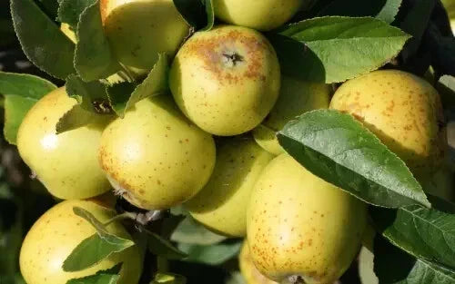 Golden Pippin Apple Seeds - 25+ Premium Seeds for Garden Planting - Malus domestica - Non-GMO Heirloom Variety